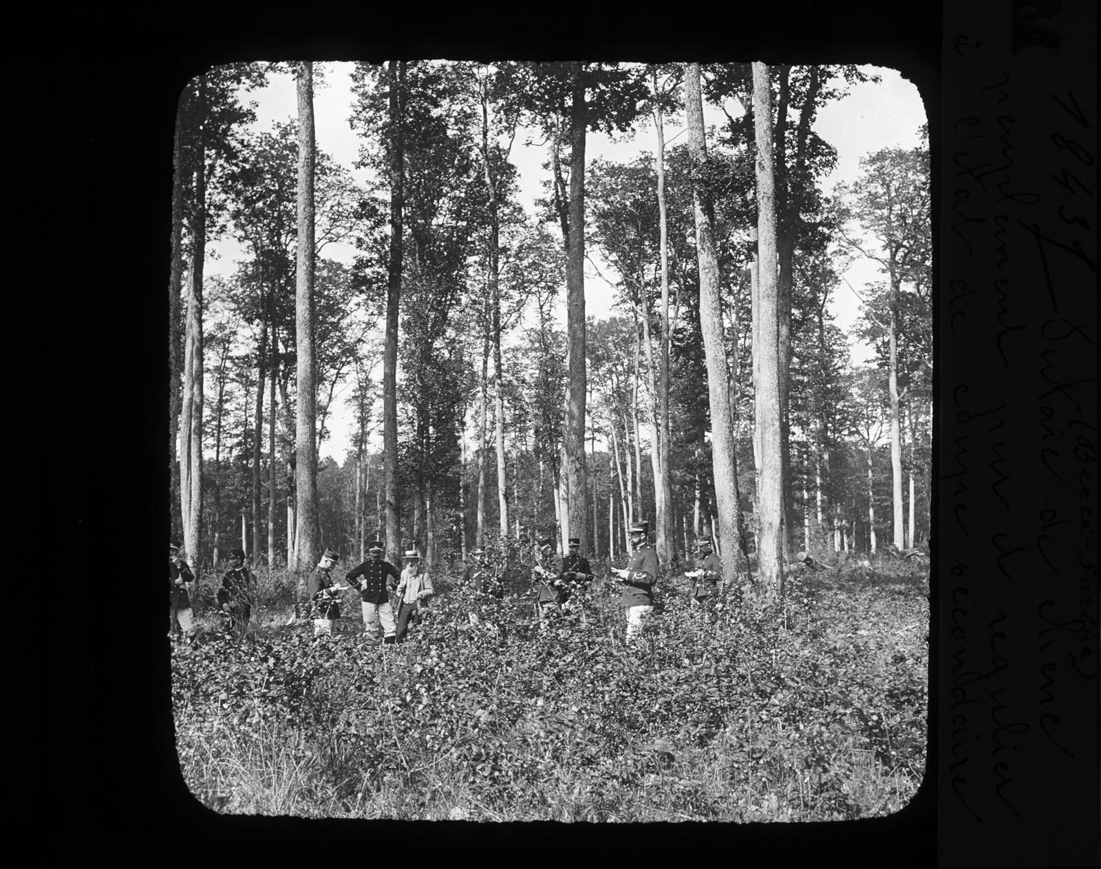 Futaie de chênes en forêt de Bercé, photographie ancienne en noir et blanc