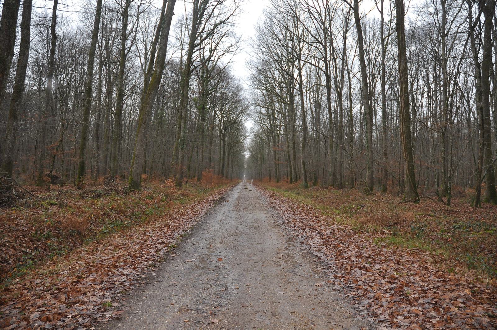 Allée forestière entre les grands arbres de la forêt de Tronçais