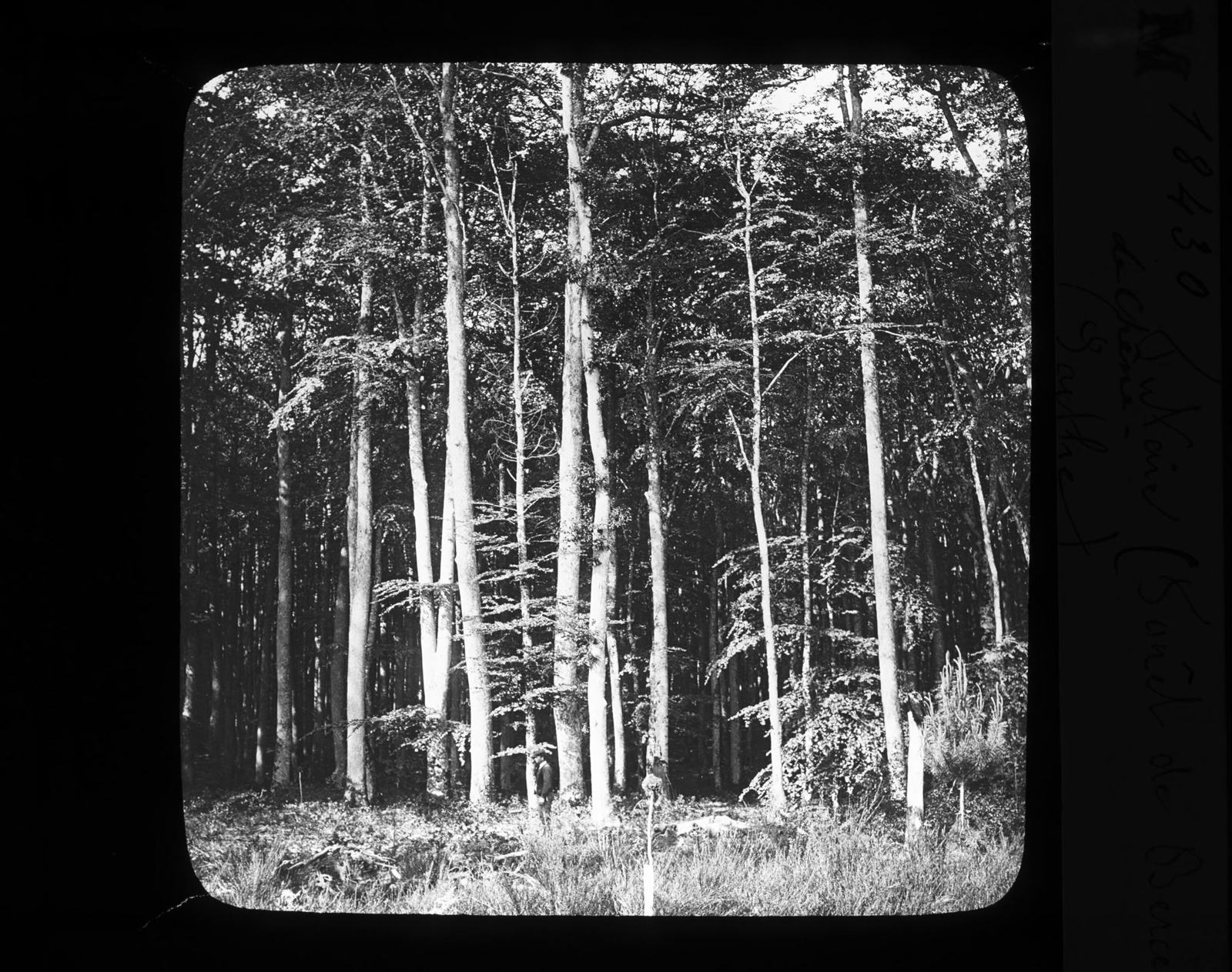 Futaie de chênes en forêt de Bercé, plaque ancienne