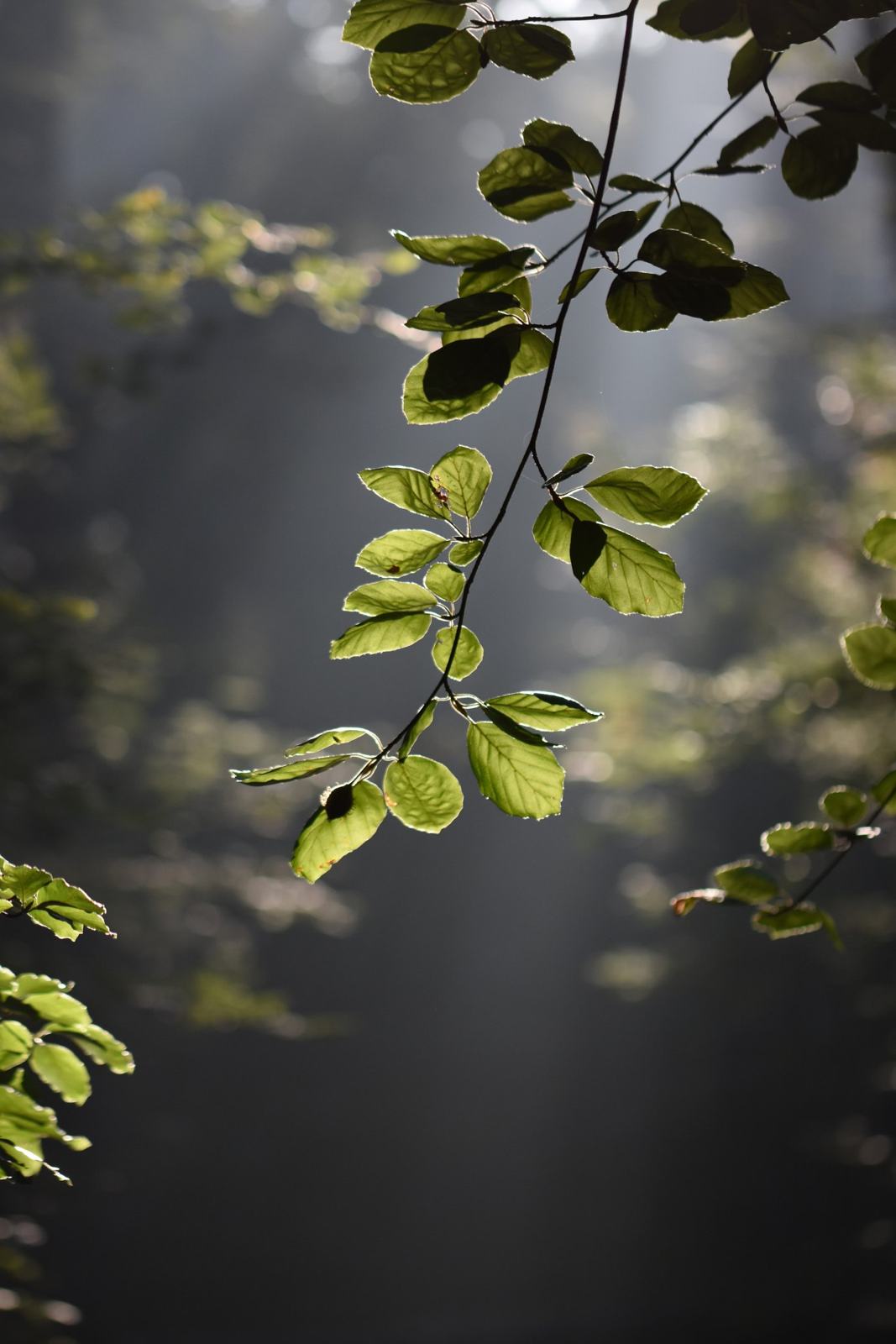 Jeunes feuilles traversées par la lumière, en sous-bois