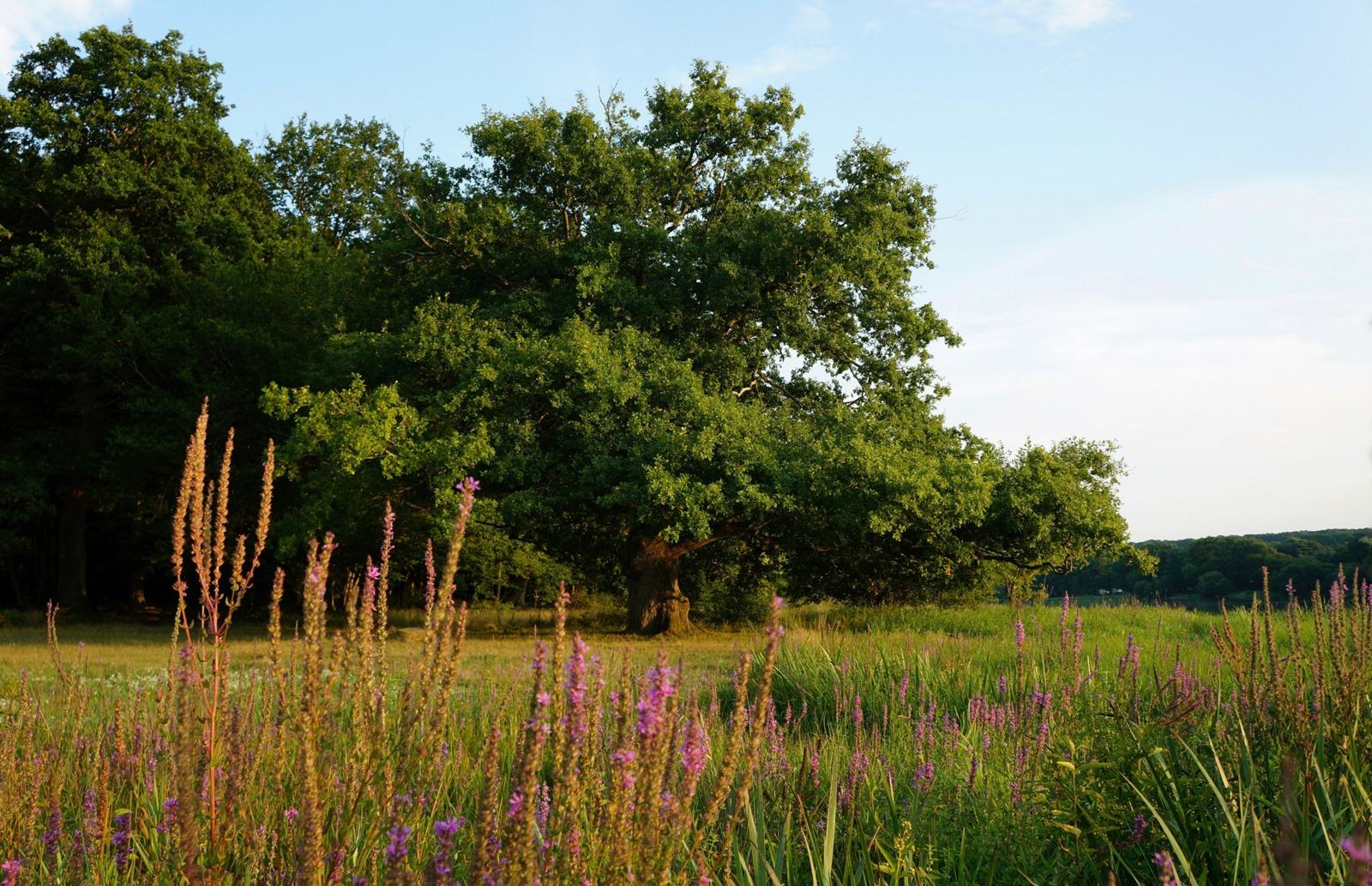 Le chêne de Pirot dans la lumière du soir, forêt de Tronçais
